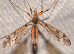 Tipula fuliginosa