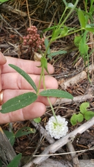 Trifolium eriocephalum