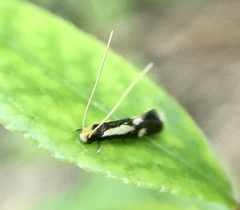 Isocorypha mediostriatella