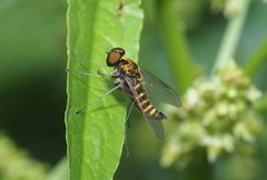 Chrysopilus fasciatus