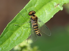 Chrysopilus fasciatus