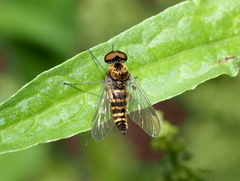 Chrysopilus fasciatus