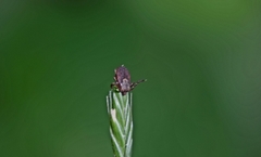 Dermacentor occidentalis