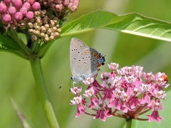 Satyrium acadica