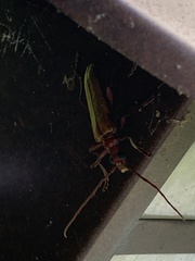 Centrodera decolorata
