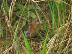 Laterallus albigularis