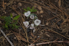 Calochortus coeruleus