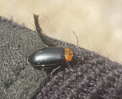 Disonycha triangularis