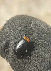 Disonycha triangularis