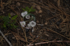 Calochortus coeruleus
