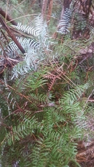 Gleichenia inclusisora