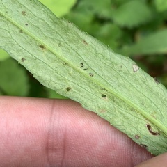 Ophiomyia asterovora