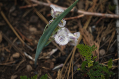 Calochortus coeruleus
