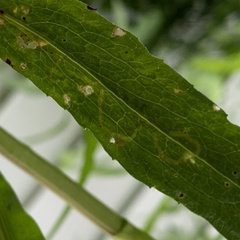 Ophiomyia asterovora