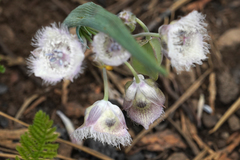 Calochortus coeruleus