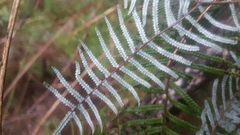 Gleichenia inclusisora