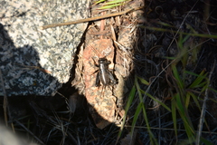 Gryllus saxatilis