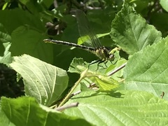 Arigomphus cornutus