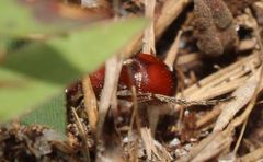 Pseudomethoca sanbornii