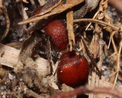 Pseudomethoca sanbornii