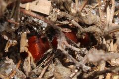 Pseudomethoca sanbornii