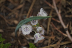 Calochortus coeruleus
