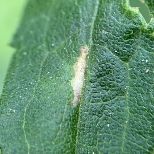 Scrobipalpula sacculicola