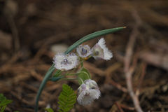 Calochortus coeruleus