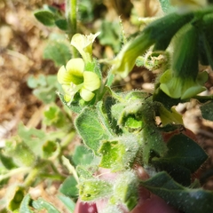Hyoscyamus albus