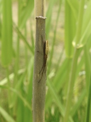 Tetragnatha straminea