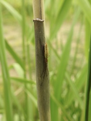 Tetragnatha straminea