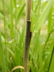 Tetragnatha straminea