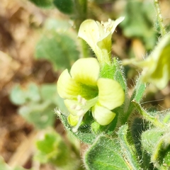 Hyoscyamus albus
