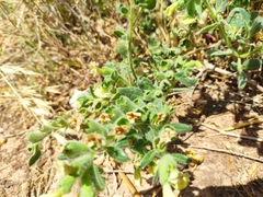 Hyoscyamus albus