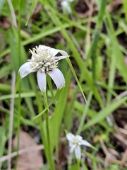 Rhynchospora latifolia