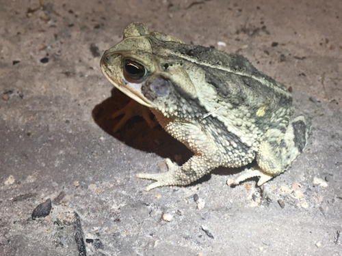 Gulf Coast Toad, photo 10 of 10