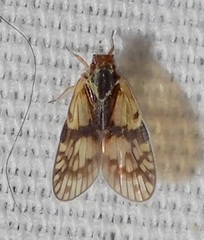 Bothriocera maculata