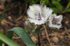 Calochortus coeruleus