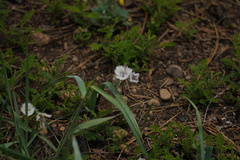 Calochortus coeruleus