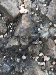 Leptogenys falcigera