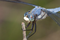 Libellula comanche
