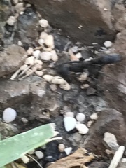 Leptogenys falcigera