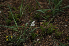 Calochortus coeruleus