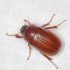 Phyllophaga futilis