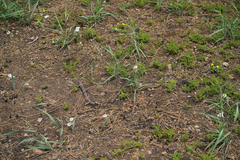 Calochortus coeruleus