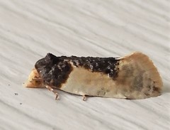 Henricus edwardsiana