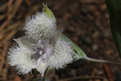 Calochortus coeruleus