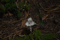 Calochortus coeruleus