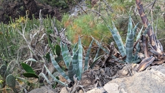 Agave americana image