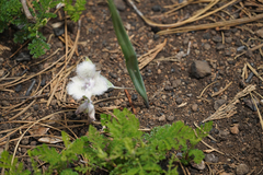 Calochortus coeruleus